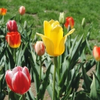 Tulip Festival – color and motion and joy
