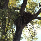 Decorah eagles nest